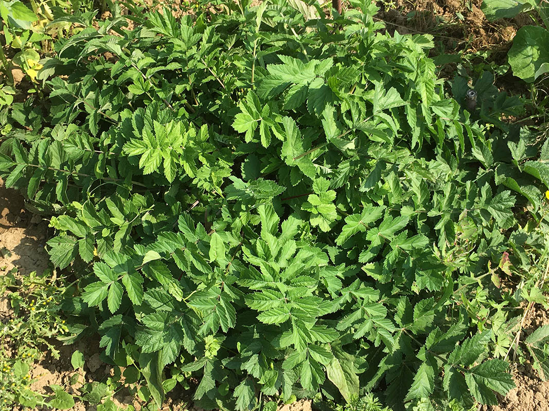 Pastinaca sativa ssp sylvestris photo